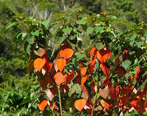 Gardening with Australian Rainforest Plants by Nan Nicholson - Terania ...